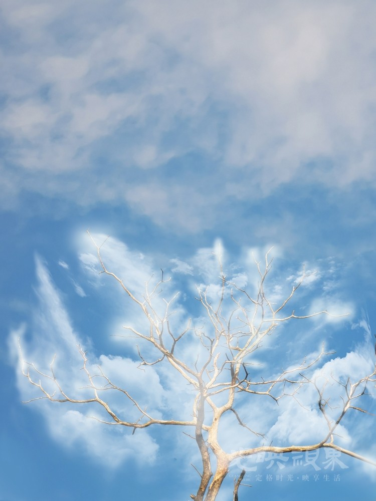 枯树遇上夏云