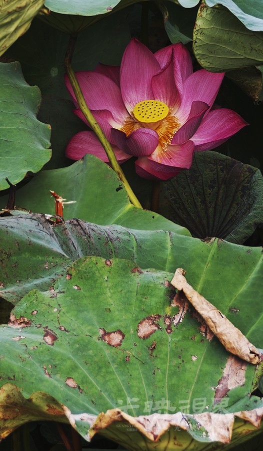 秋荷01900.jpg