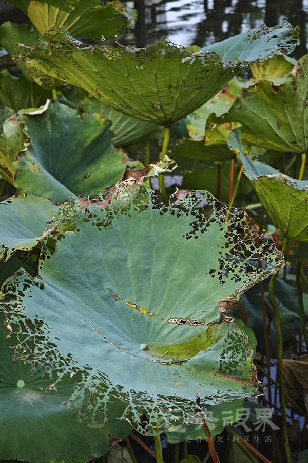秋荷06900.jpg