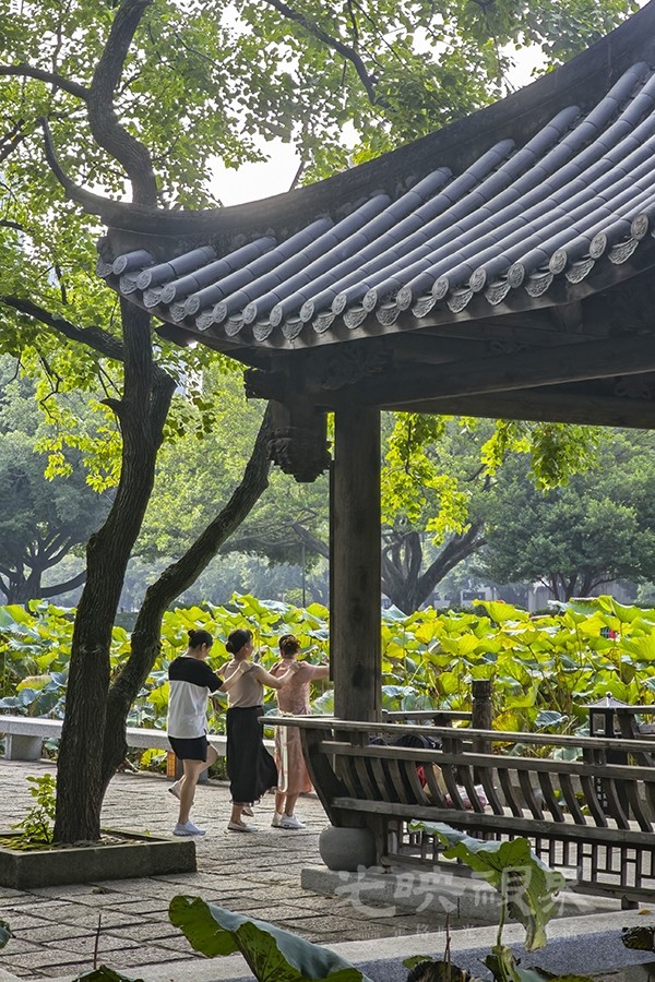 秋荷07900.jpg