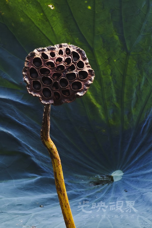 秋荷014900.jpg