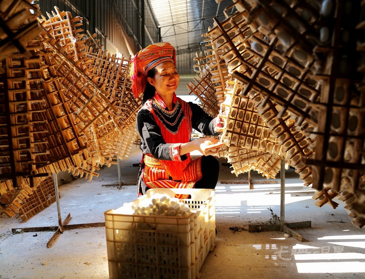 009陈胜强-喜摘丰收茧 93MnEJBJK5Zs.jpg