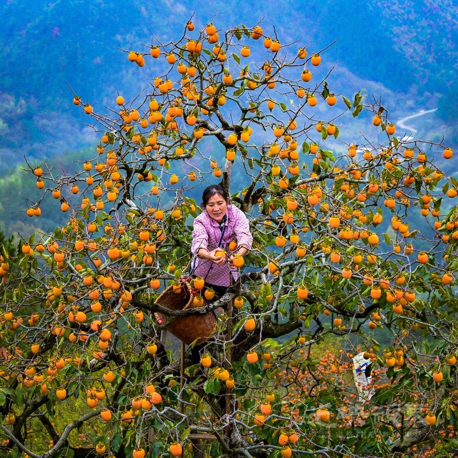 034马全运-高山柿红季90.5-XKd7fDEYiw.jpg