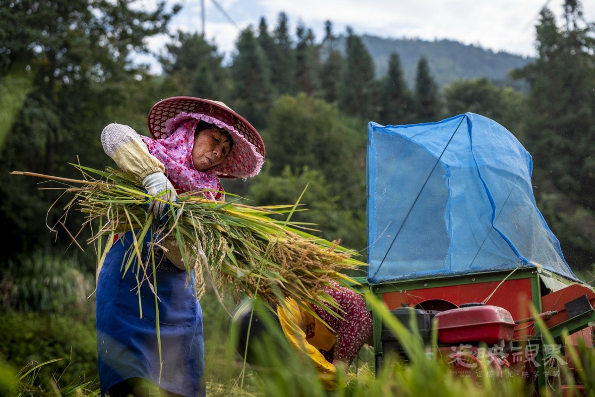 032钟楚辉-金秋忙91.5-7kpJyTiCKw.jpg