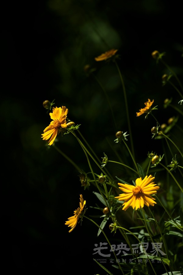 黑金菊.jpg