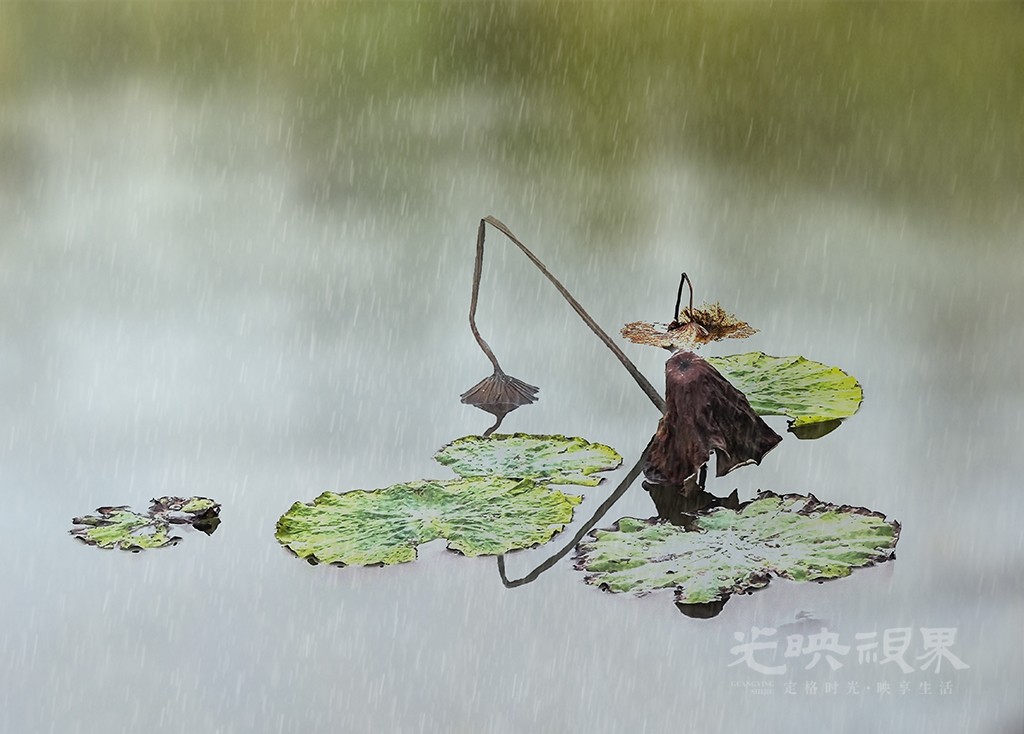 残荷·独钓 手机小图.jpg