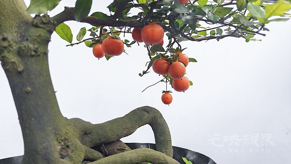 盆中金秋 金弹子.jpg