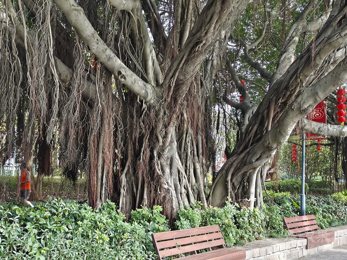 榕树1200.jpg