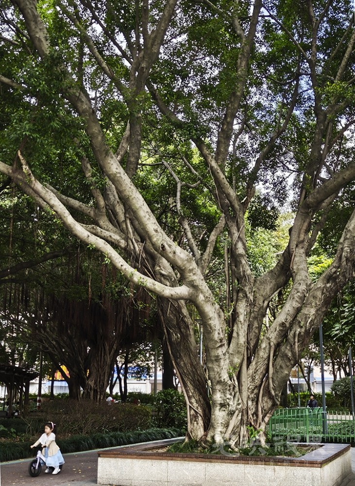 榕树021024.jpg