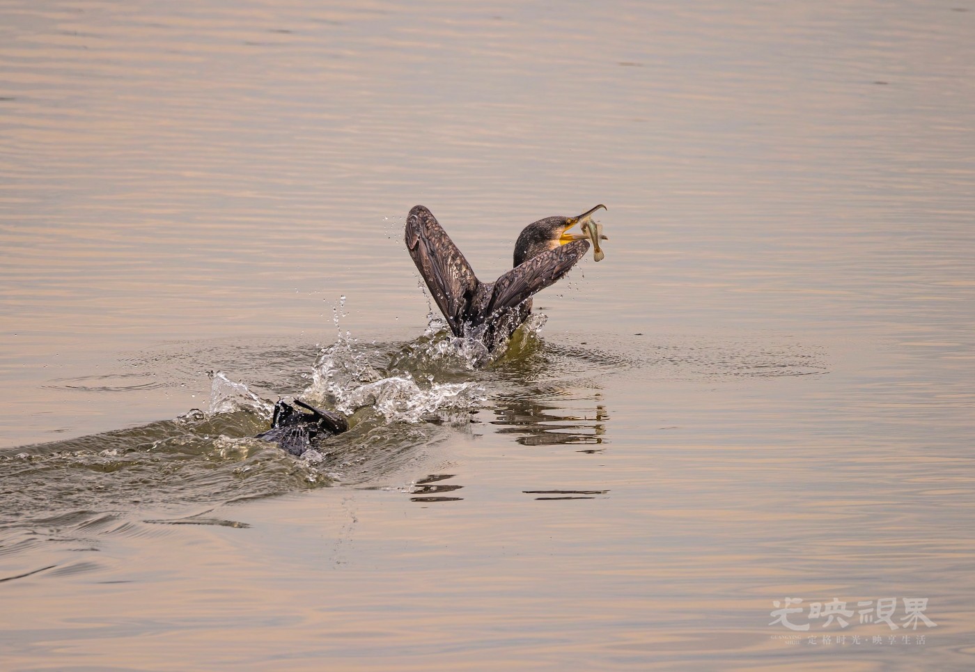 3O5A0653-已增强-NR 拷贝_副本.jpg