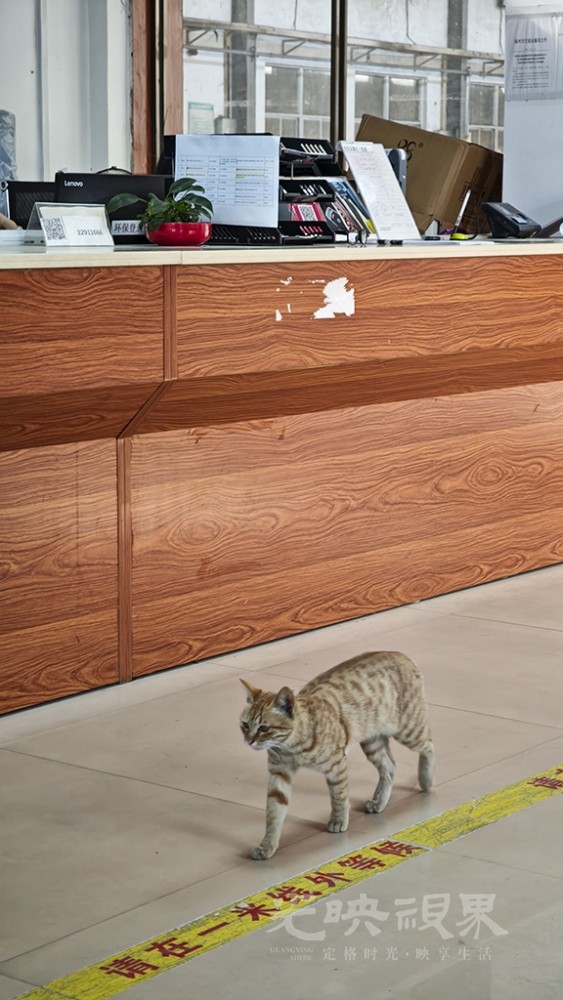 来上班的猫011024.jpg