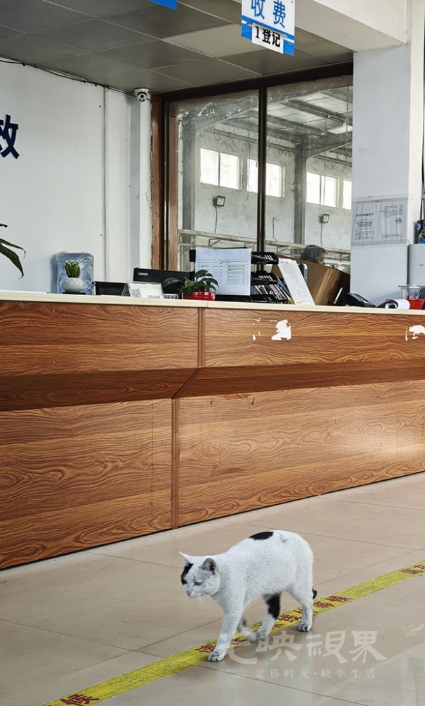 来上班的猫031024.jpg