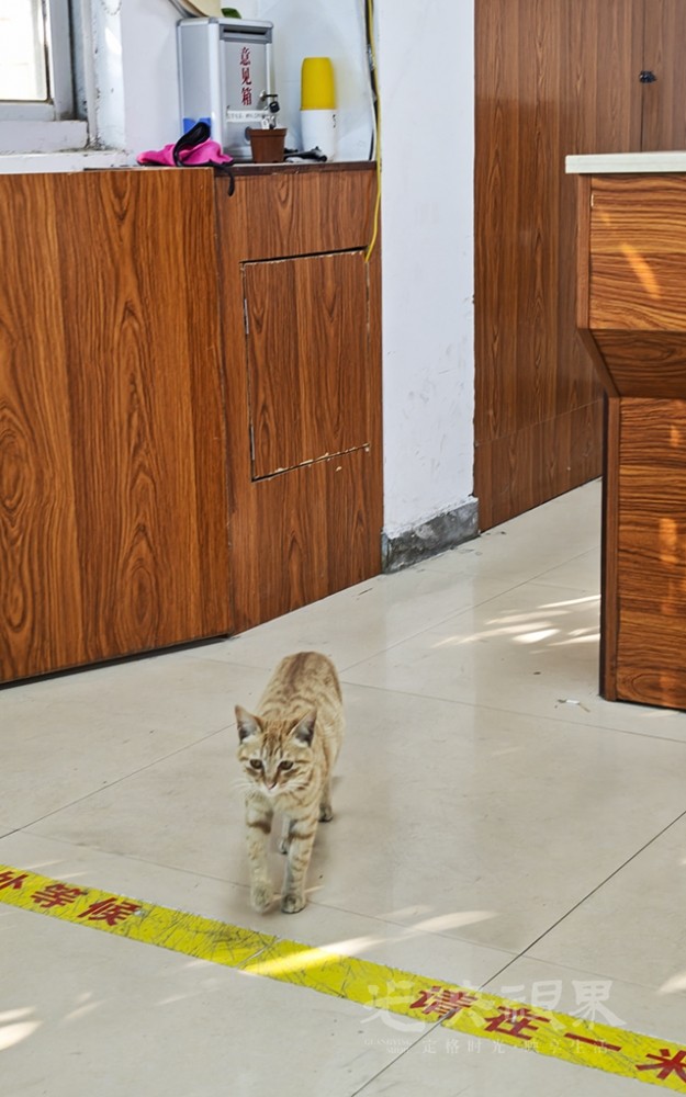 来上班的猫051024.jpg