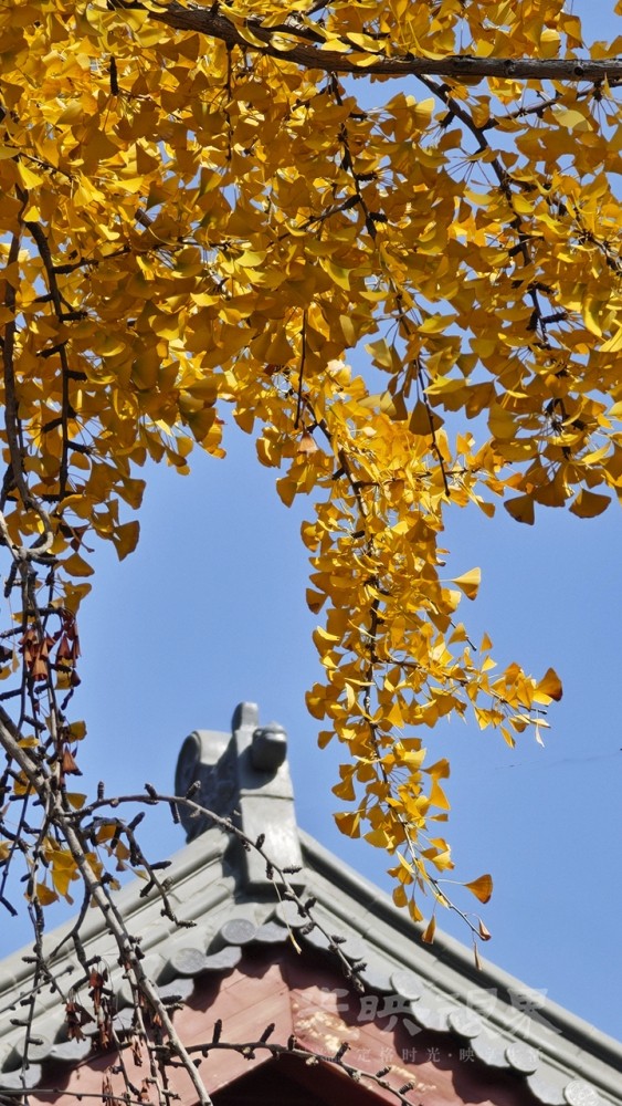 冬日银杏00111280.jpg