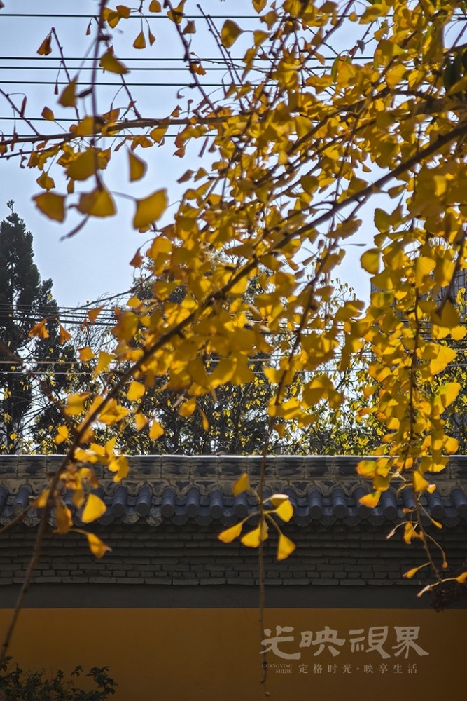 冬日银杏0031024.jpg