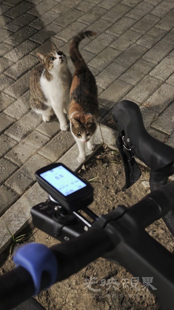 又见流浪猫1024.jpg