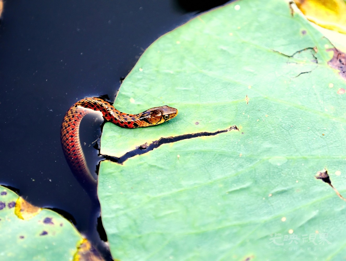 黄斑渔游蛇.JPG