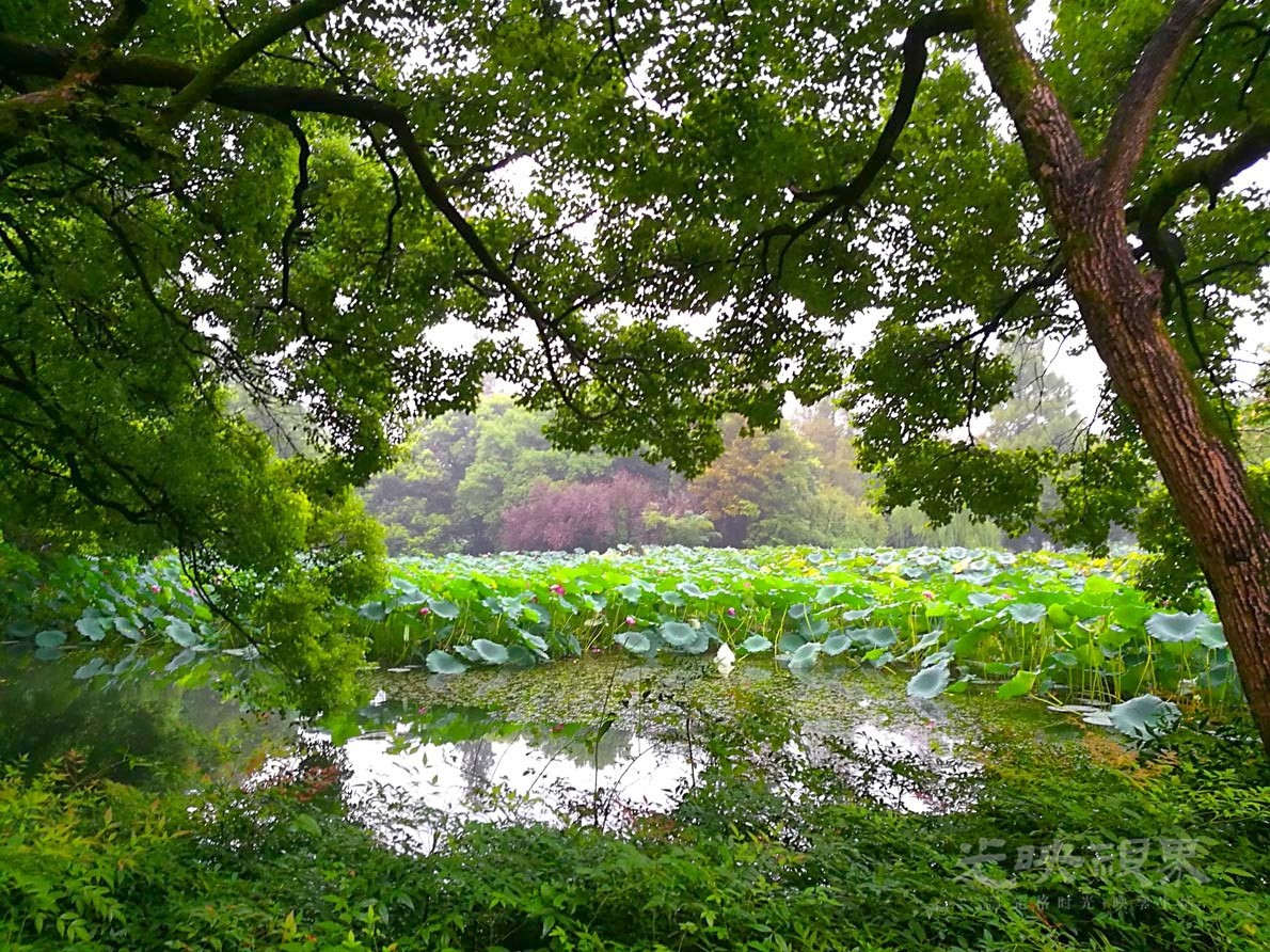 20170908杭州曲院风荷001.jpg