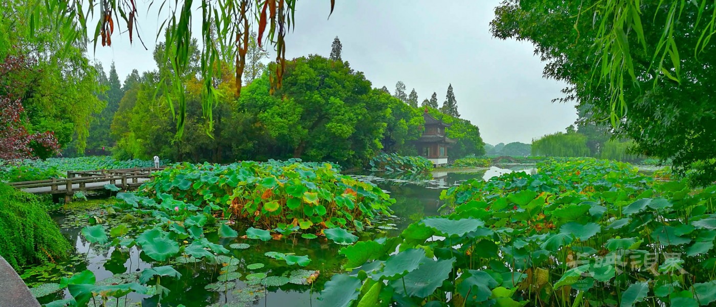 20170908杭州曲院风荷003.jpg