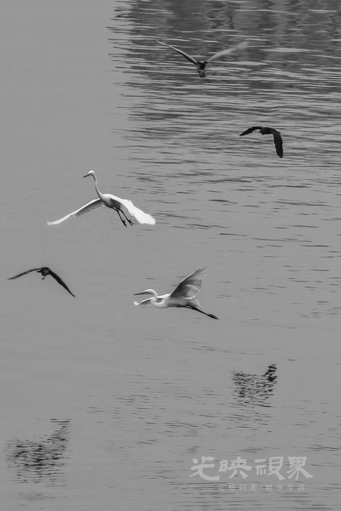 白鹭舞翩跹021024.jpg