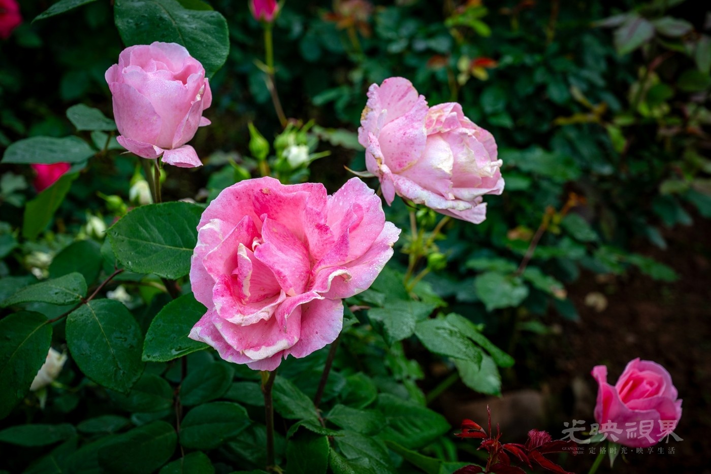 _DSC6003.JPG