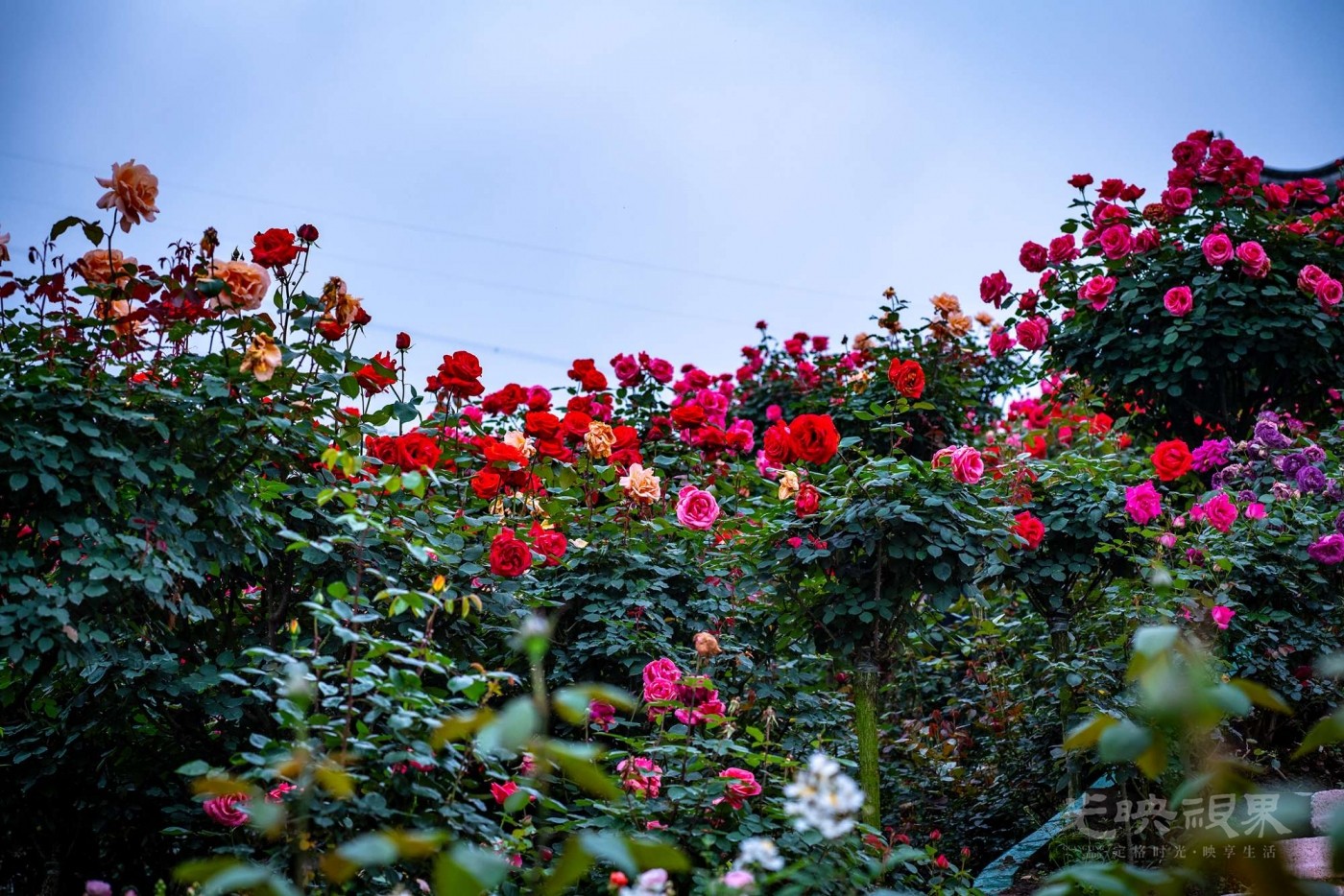 _DSC6271.JPG