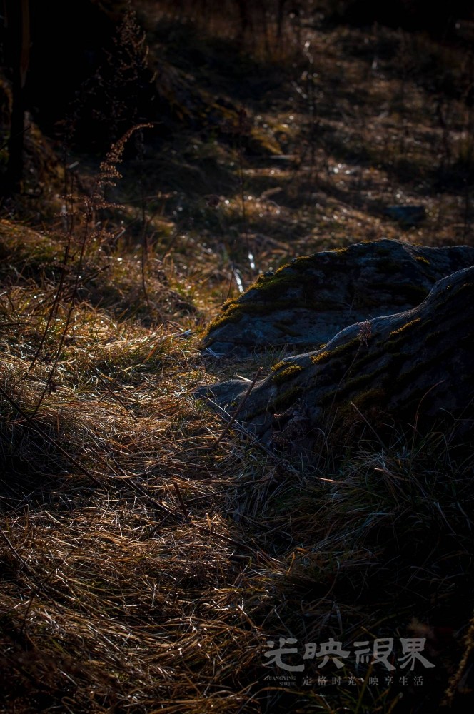 _DSC7416.jpg