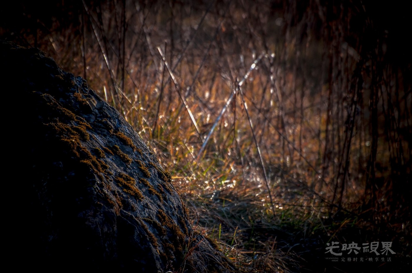 _DSC7394.jpg