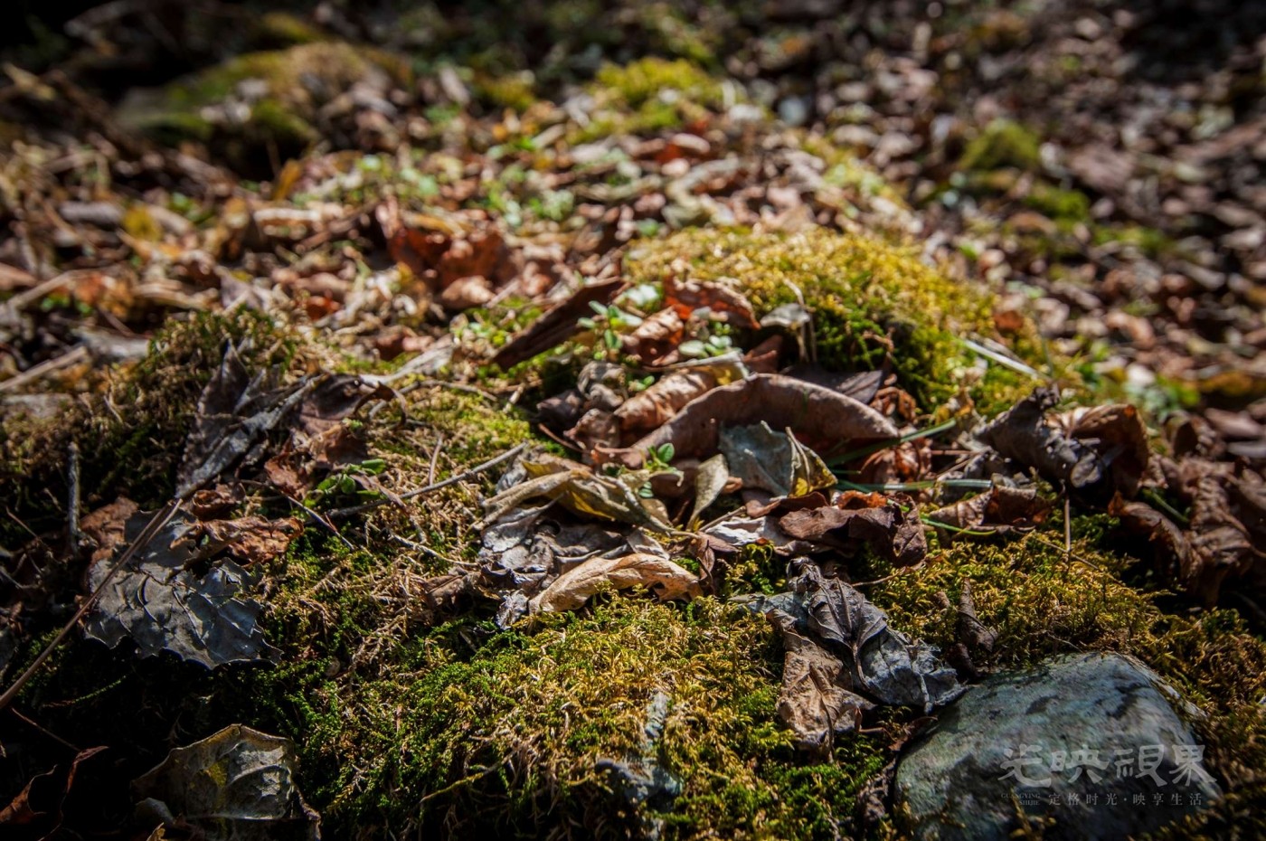 _DSC7508.jpg