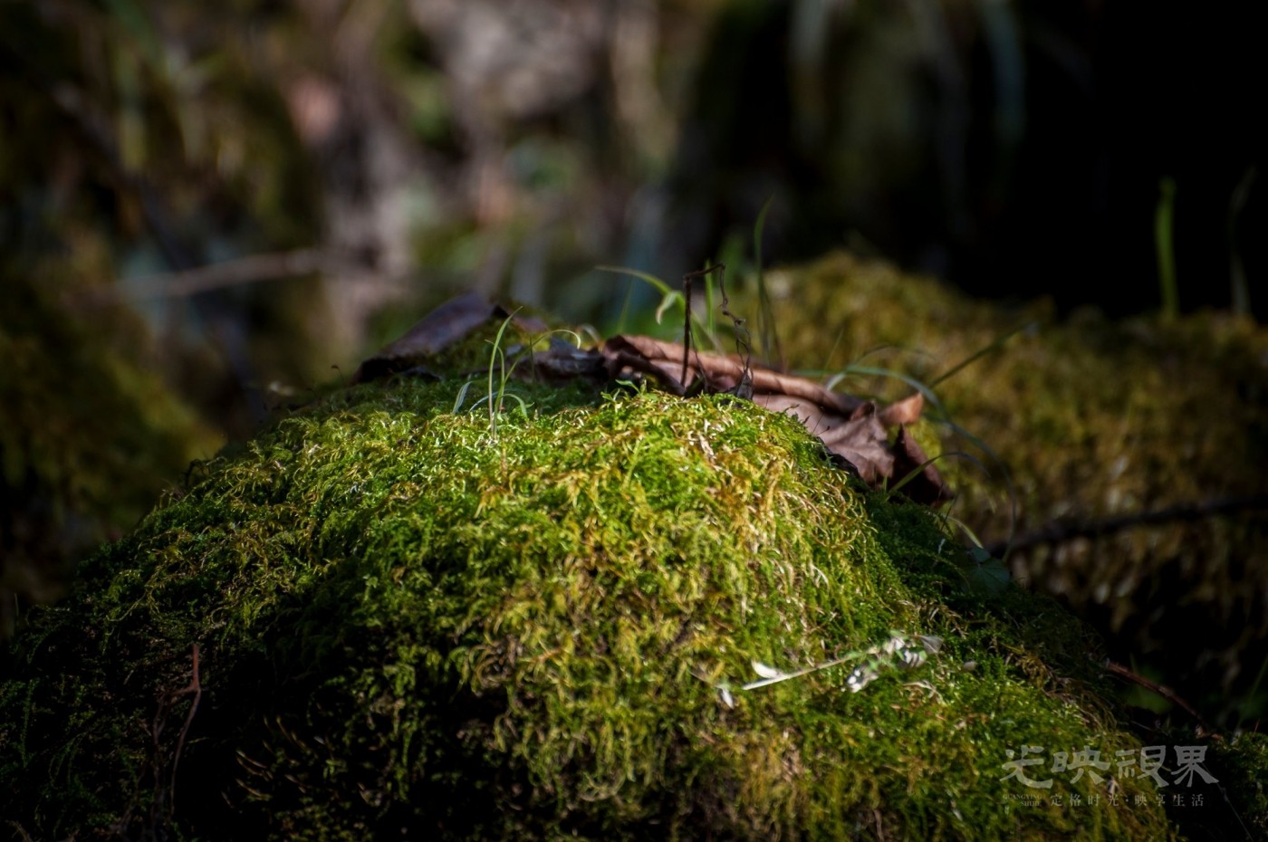 _DSC7511.jpg