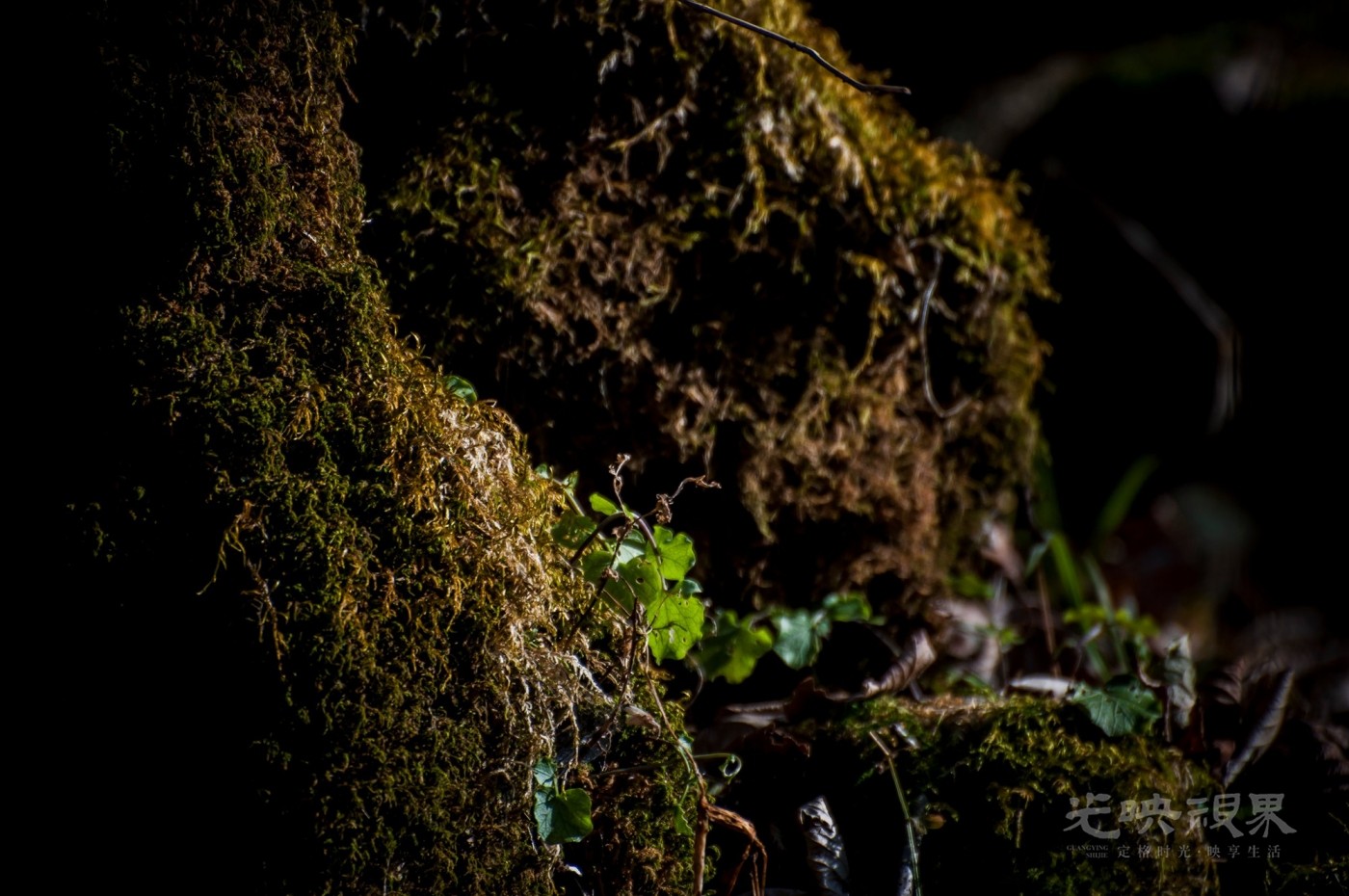 _DSC7512.jpg