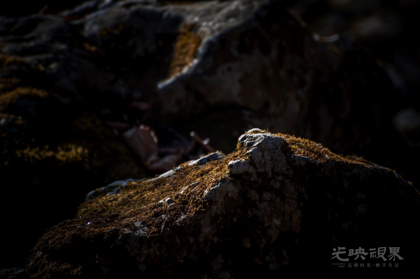 _DSC7526.jpg