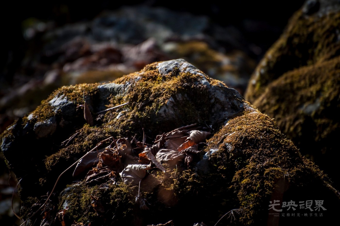 _DSC7525.jpg