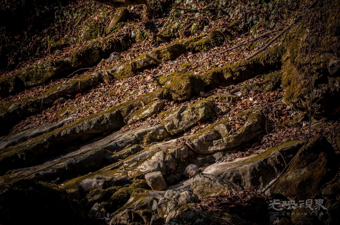 _DSC7545.jpg