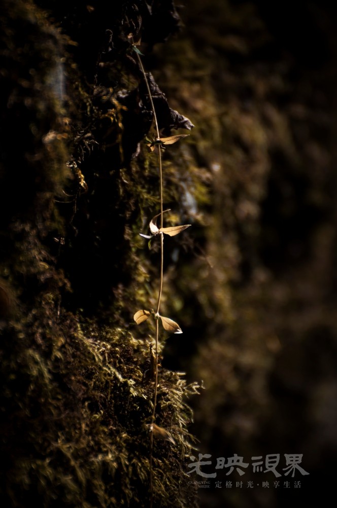_DSC7532.jpg