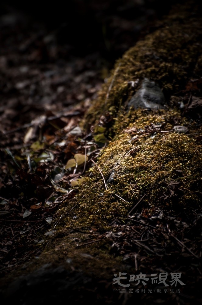 _DSC7534.jpg