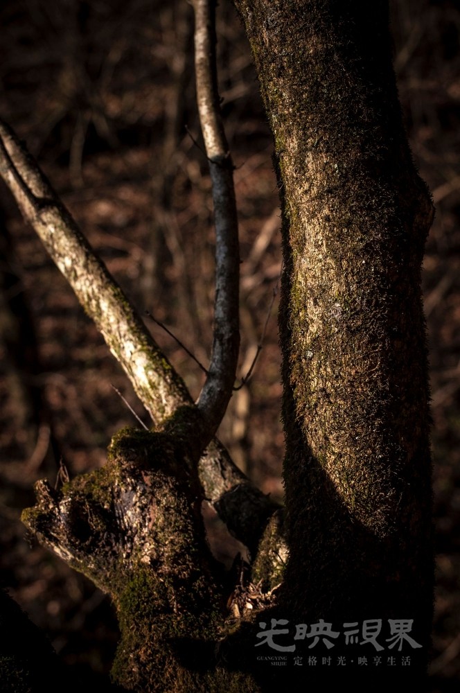 _DSC7561.jpg