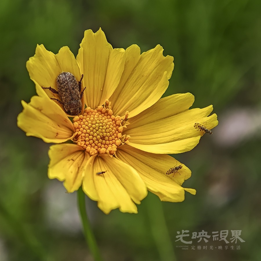 小黄花01900.jpg