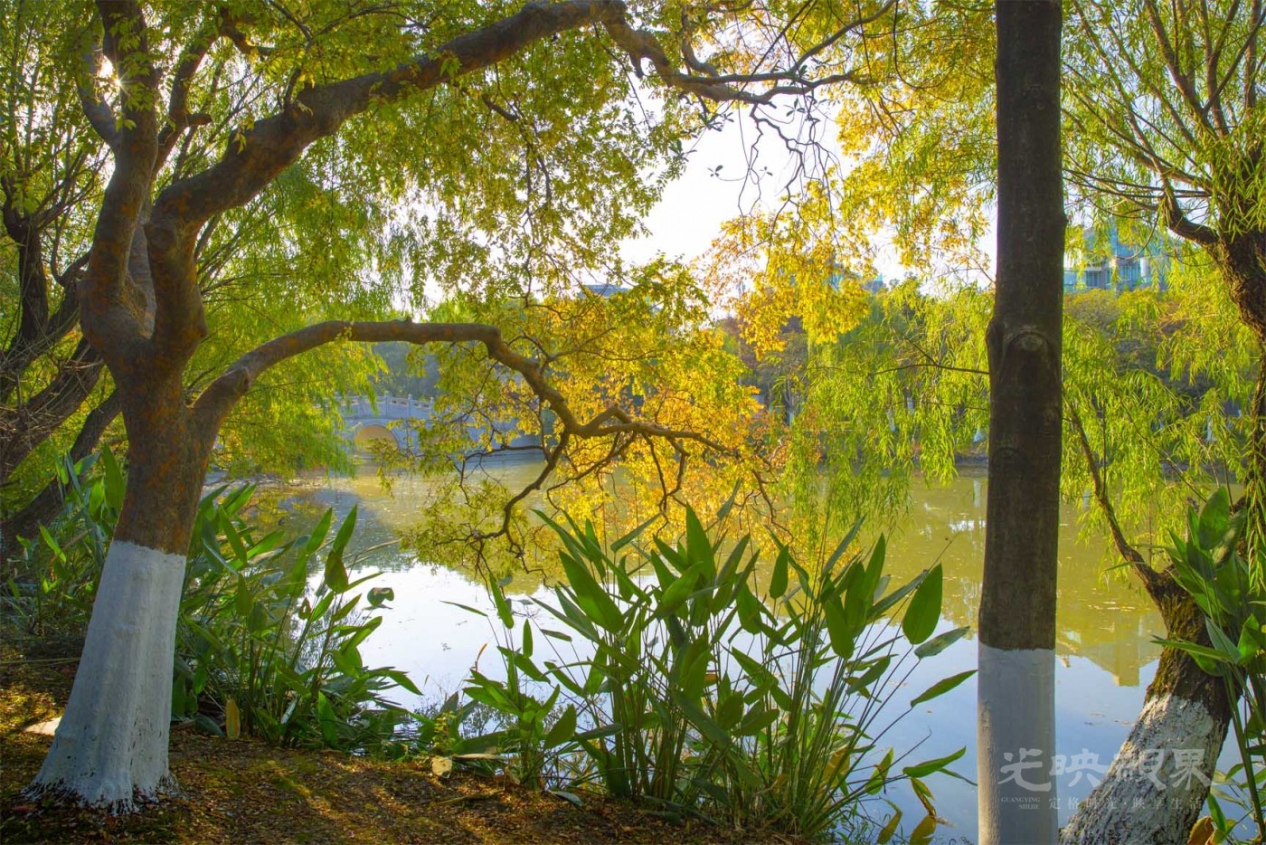 20201115嘉兴放鹤洲012.jpg