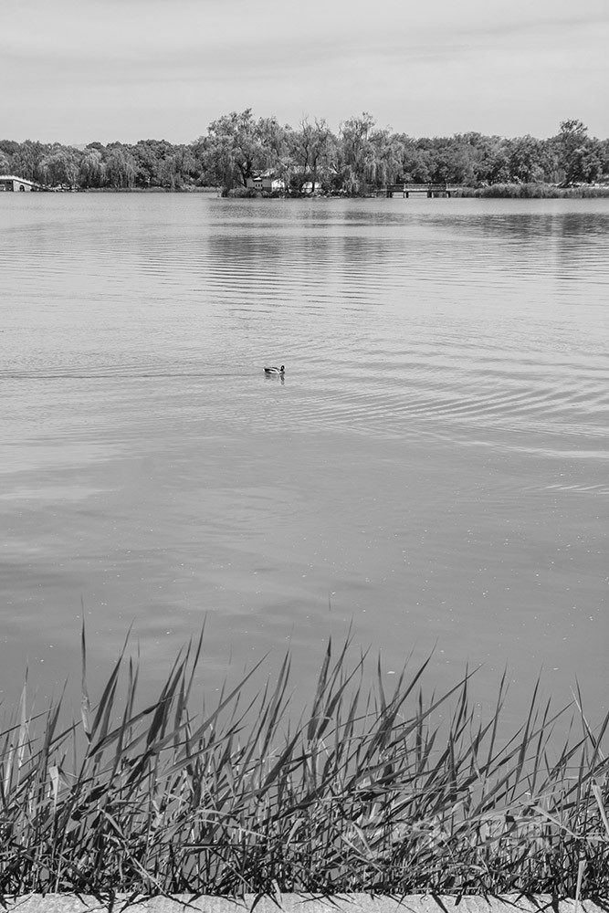 _DSC1115.jpg