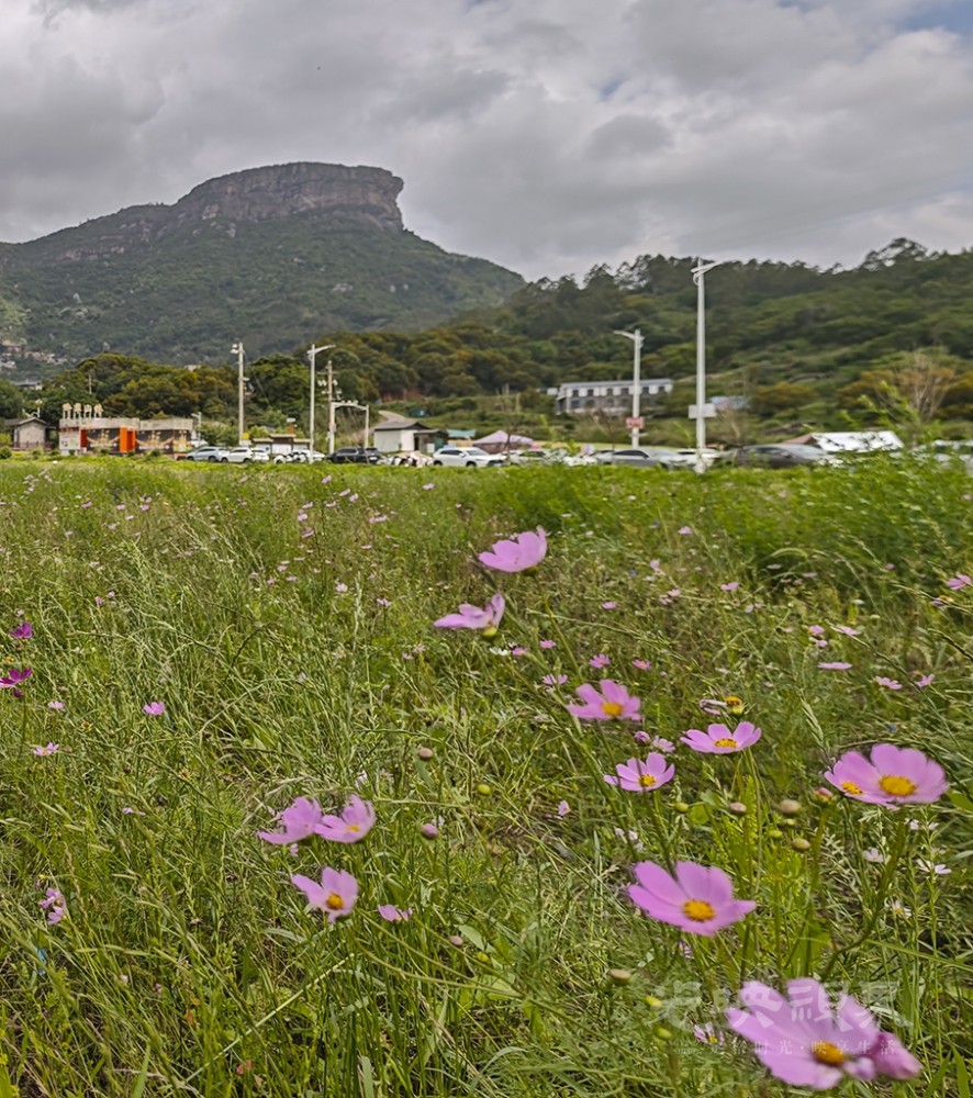 骑游郊野公园格桑花1024.jpg