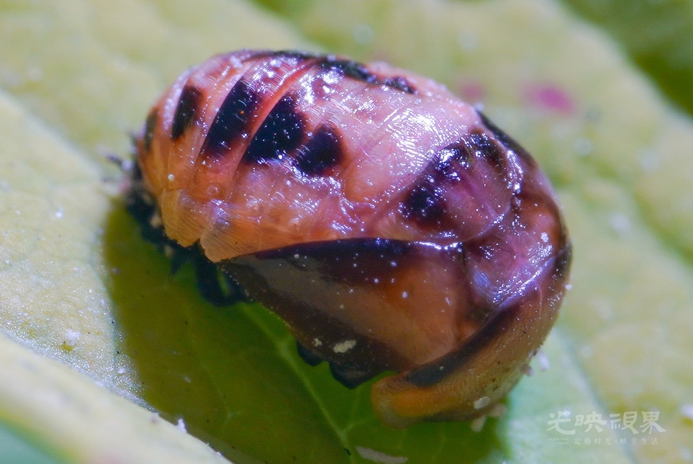 DXA08790.jpg