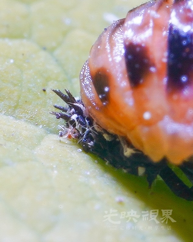 DXA08797.jpg