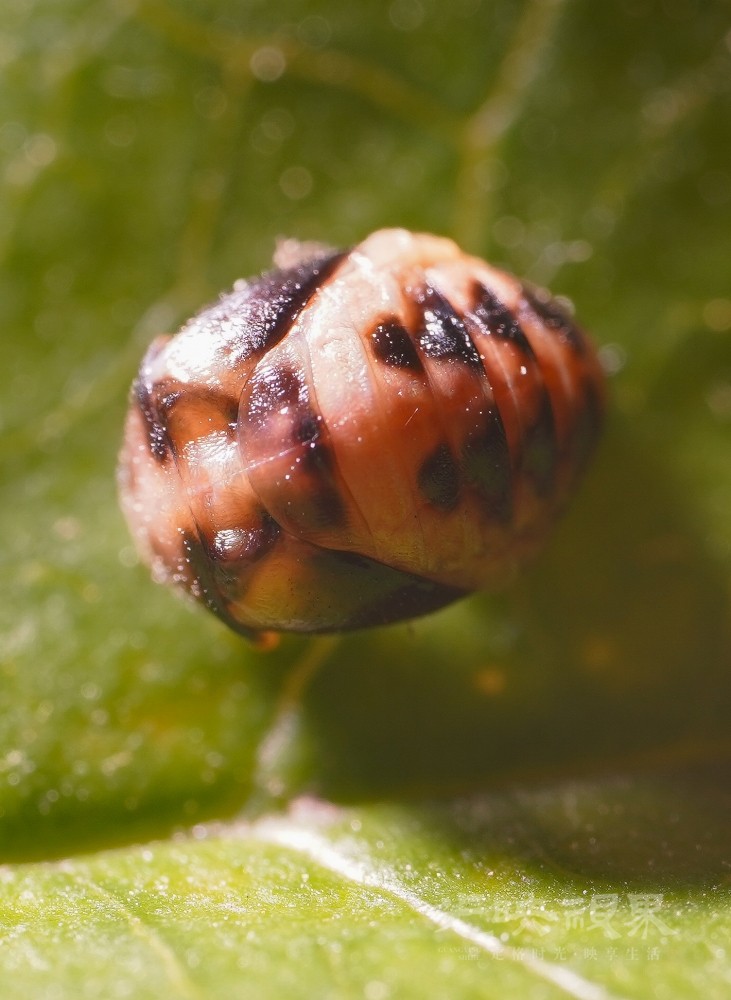 DXA09238.jpg