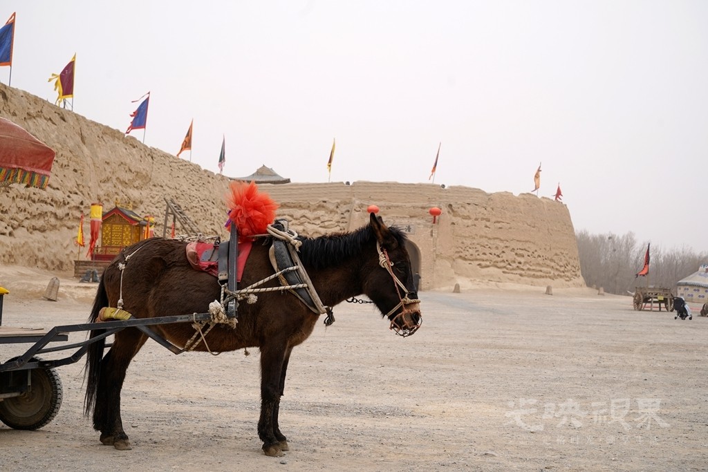 DSC08564_副本.jpg