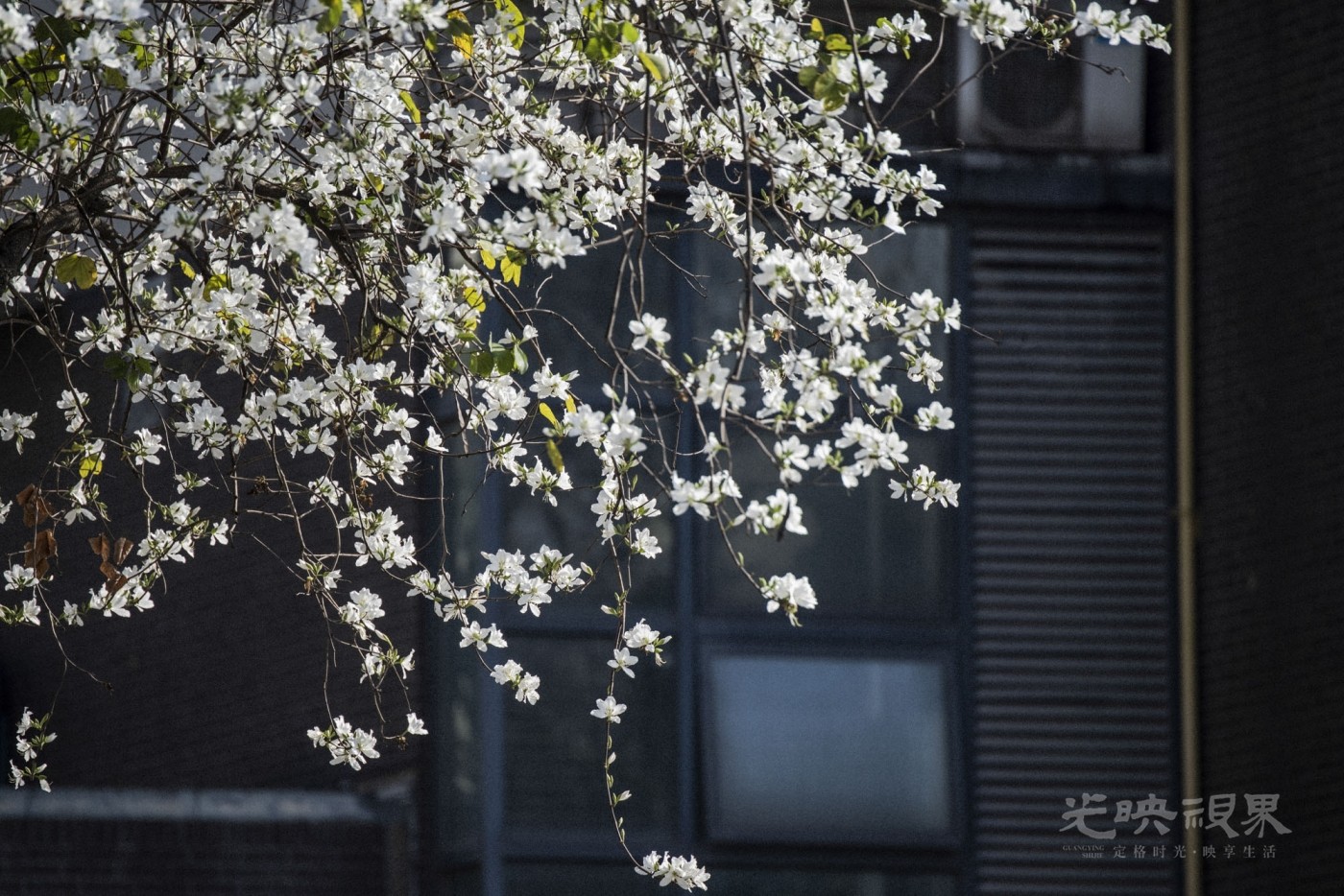 _DSC7260_2.JPG