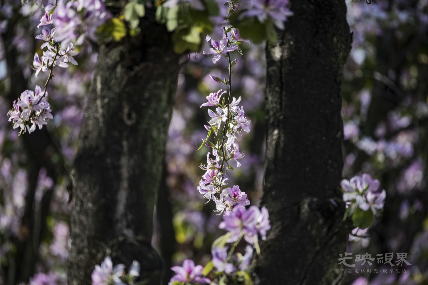 _DSC7295_2.JPG