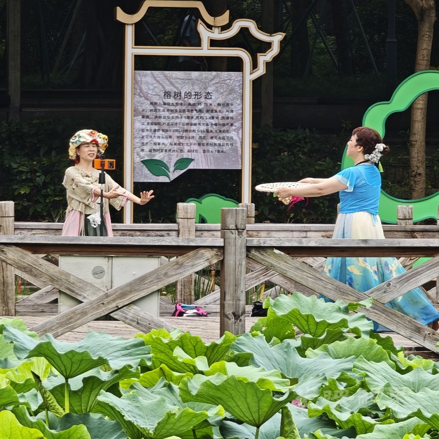 荷塘悦色0010900.jpg