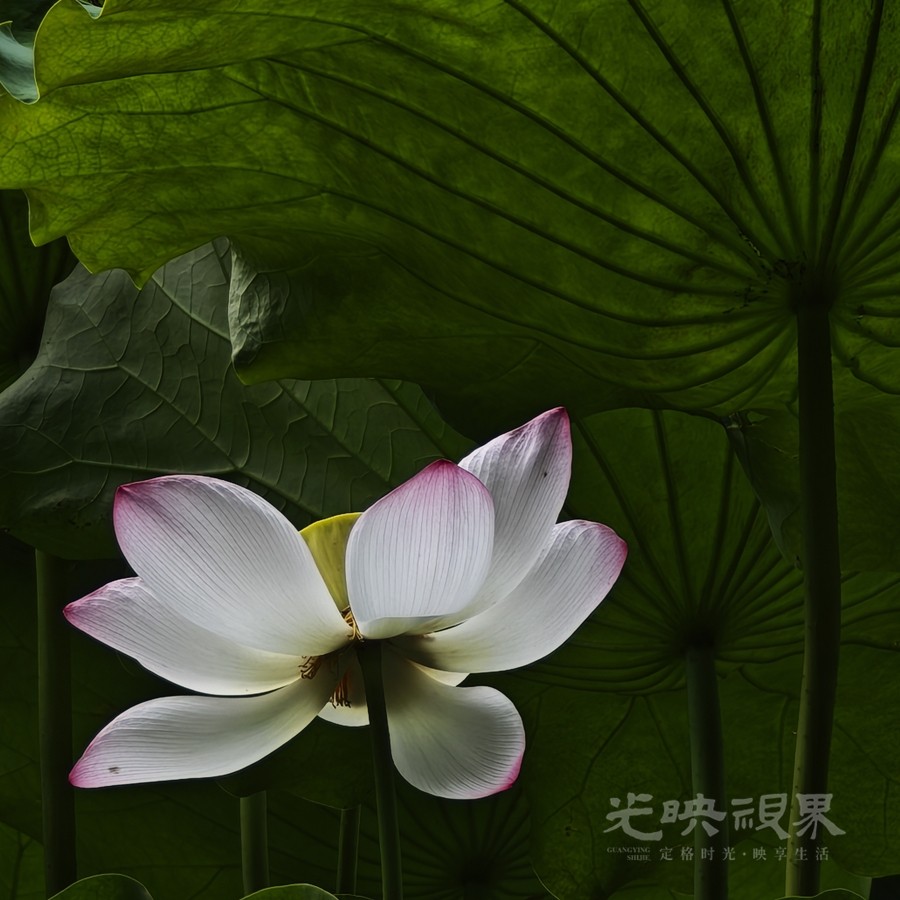 荷塘悦色0015900.jpg