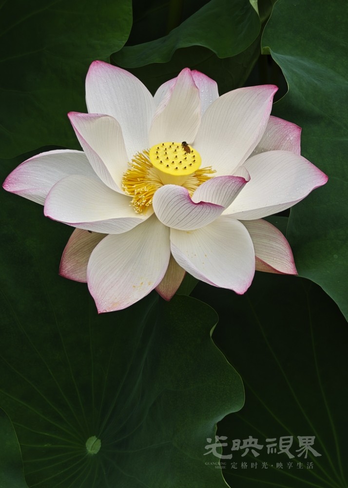 荷塘悦色00161024.jpg